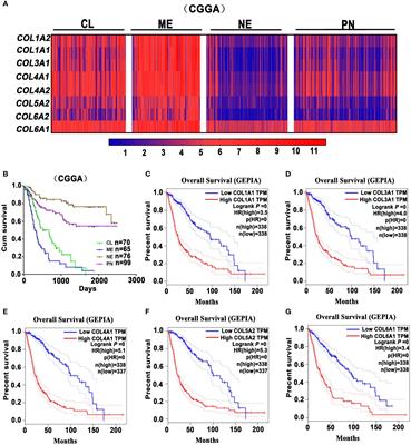 The tumor-associated fibrotic reactions in microenvironment aggravate glioma chemoresistance